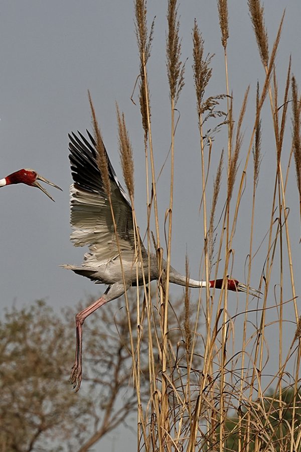 Crane-Saras