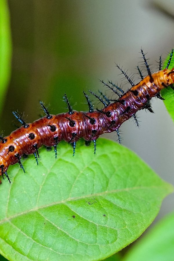 Leaf Eater