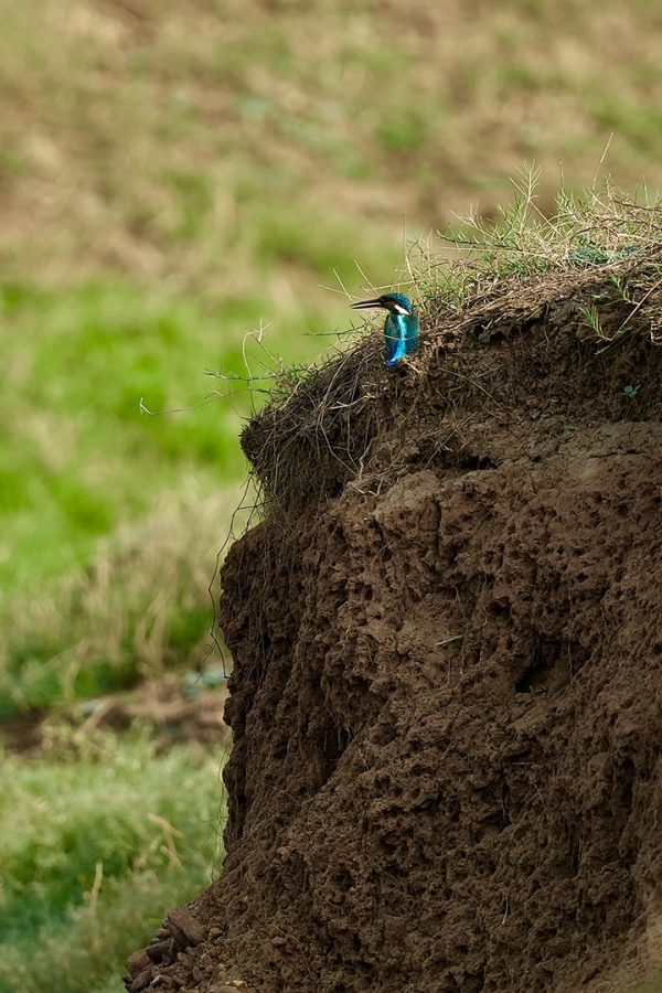 Kingfisher