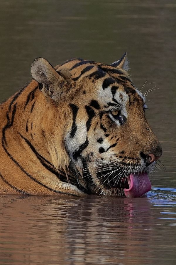 Tigers of Satpura