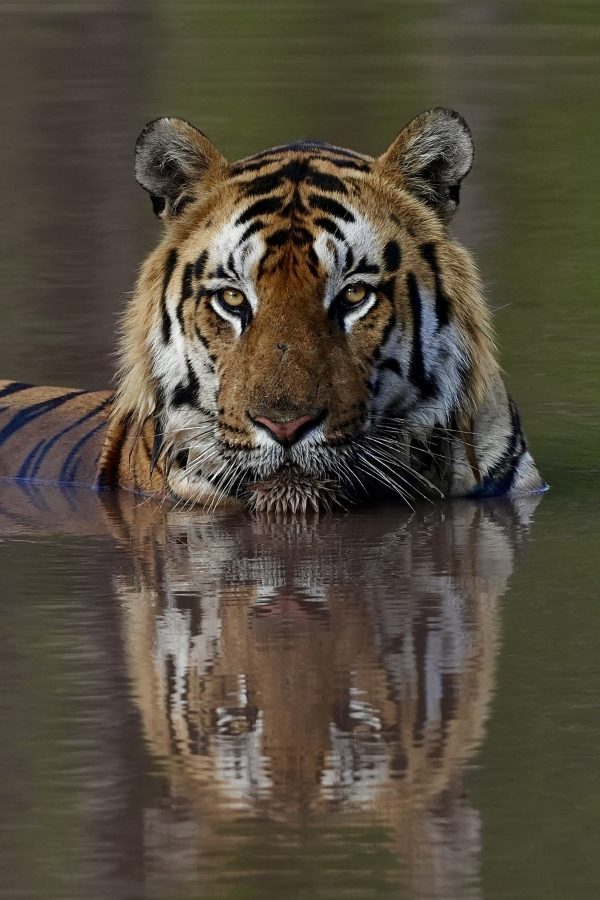 Tigers of Satpura