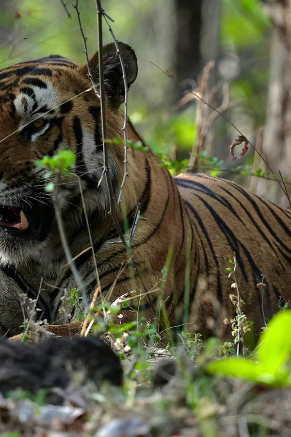 Tigers of Satpura