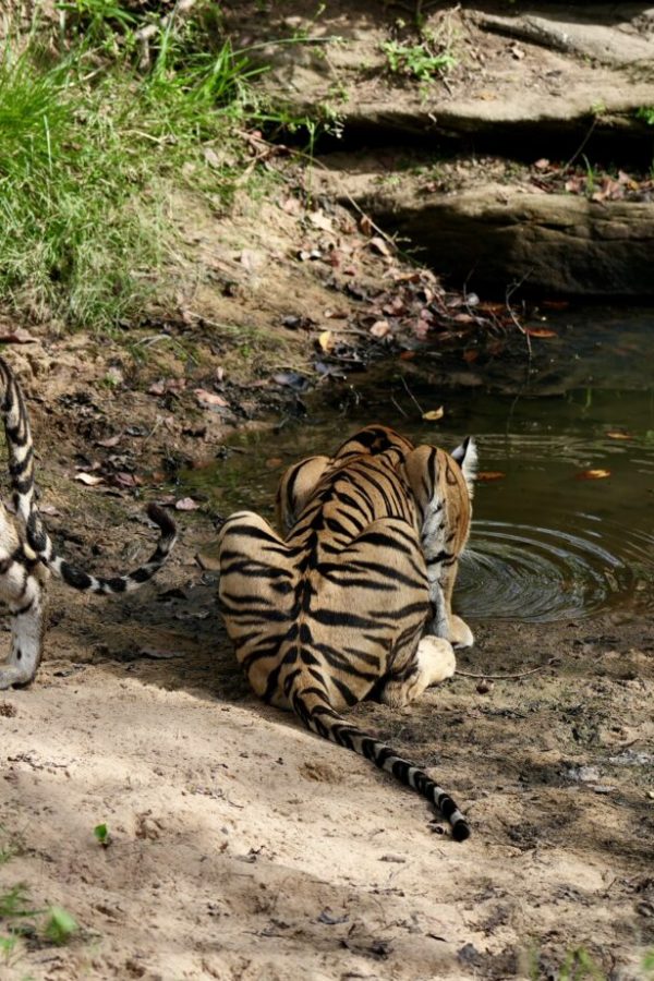 Tigers of Satpura