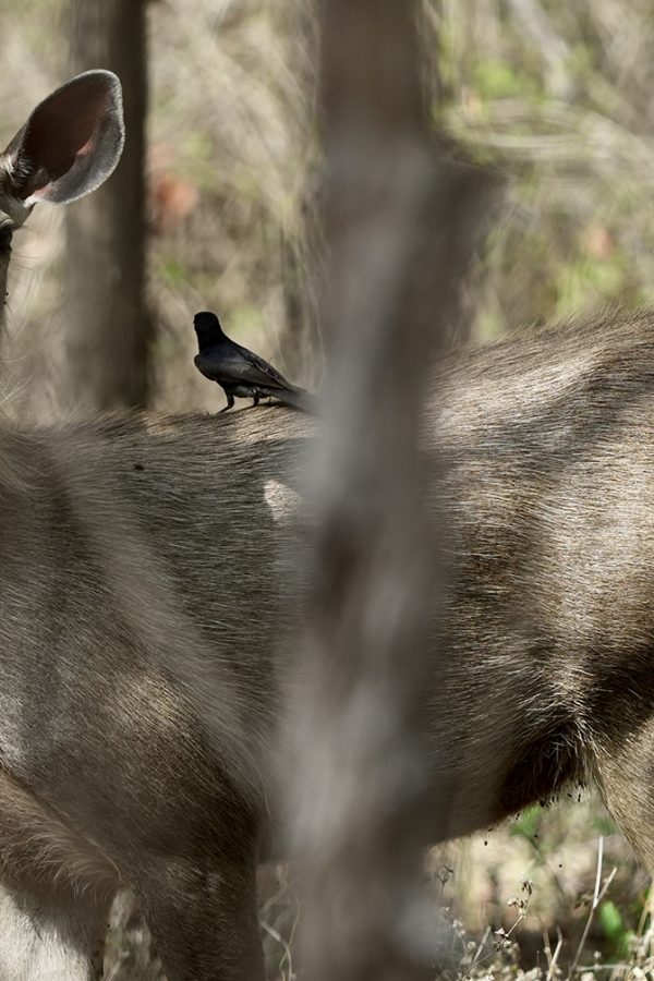 Samber Deer