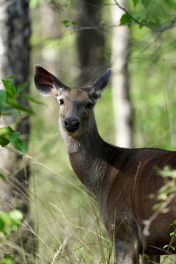 Samber Deer