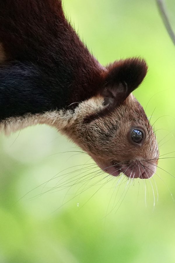 Indian Giant Squirrel